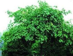 Attēlu rezultāti vaicājumam “Fraxinus excelsior Pendula fruit”