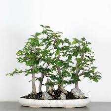 Attēlu rezultāti vaicājumam “Priobium carpini”