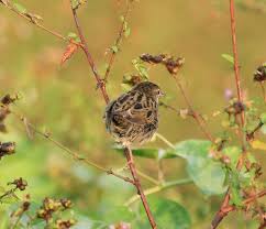 Image result for Locustella naevia