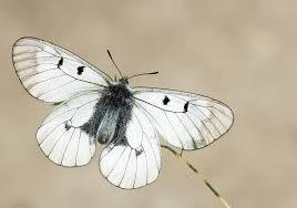 Attēlu rezultāti vaicājumam “Parnassius mnemosyne”