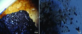 Attēlu rezultāti vaicājumam “Didymium difforme”