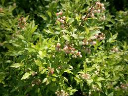 Attēlu rezultāti vaicājumam “Vaccinium angustifolium”