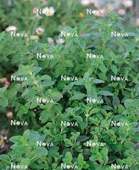 Attēlu rezultāti vaicājumam “Origanum majorana”