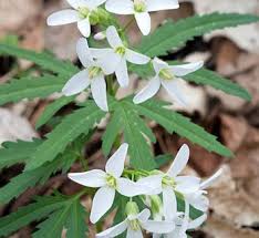 Attēlu rezultāti vaicājumam “Cardamine pratensis leaf”