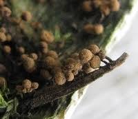 Attēlu rezultāti vaicājumam “Cribraria vulgaris stalked”