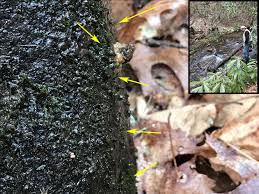 Attēlu rezultāti vaicājumam “Fissidens pusillus sporophyte”