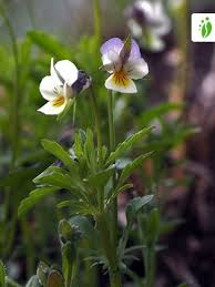 Attēlu rezultāti vaicājumam “Viola arvensis flower”