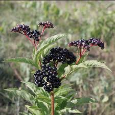 Attēlu rezultāti vaicājumam “Sambucus”