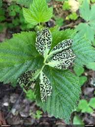 Attēlu rezultāti vaicājumam “Tranzschelia anemones”