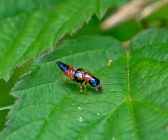 Attēlu rezultāti vaicājumam “Oxyporus”