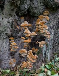 Attēlu rezultāti vaicājumam “Inonotus radiatus”