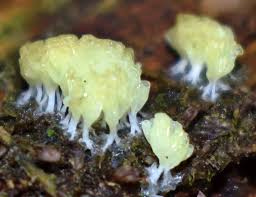 Attēlu rezultāti vaicājumam “Heterotrichia obvelata (syn. Arcyria obvelata) spores”