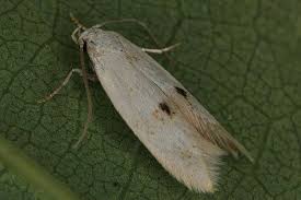 Attēlu rezultāti vaicājumam “Elachista maculicerusella”