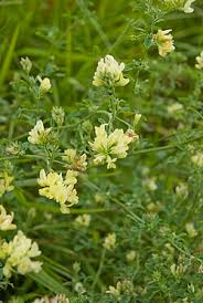Attēlu rezultāti vaicājumam “Medicago sativa subsp. sativa flower”