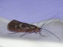 Attēlu rezultāti vaicājumam “Potamophylax”