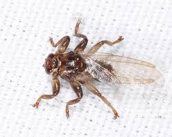 Attēlu rezultāti vaicājumam “Lipoptena cervi”