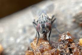 Attēlu rezultāti vaicājumam “Musca domestica”