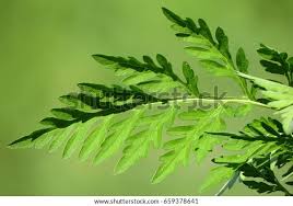 Attēlu rezultāti vaicājumam “Ambrosia artemisiifolia leaf”