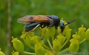 Attēlu rezultāti vaicājumam “Arge ustulata”