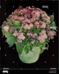 Image result for Adlumia cirrhosa