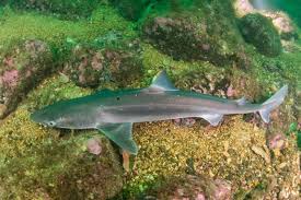 Image result for Squalus acanthias