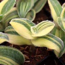 Attēlu rezultāti vaicājumam “Arcyria helvetica stalked”