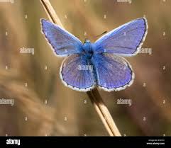 Attēlu rezultāti vaicājumam “Polyommatus icarus male”