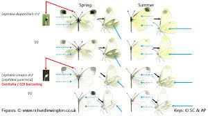 Attēlu rezultāti vaicājumam “Leptidea sinapis”