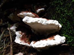 Attēlu rezultāti vaicājumam “Heterobasidion parviporum”