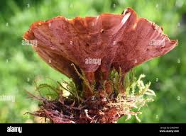 Attēlu rezultāti vaicājumam “Coltricia perennis”