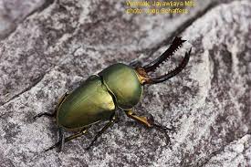 Attēlu rezultāti vaicājumam “Lucanidae”