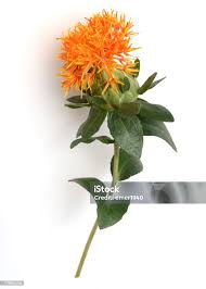 Image result for Carthamus tinctorius