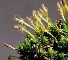 Attēlu rezultāti vaicājumam “Ulota crispa sporophyte”