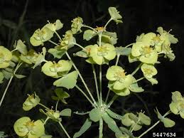 Attēlu rezultāti vaicājumam “Euphorbia virgata flower”