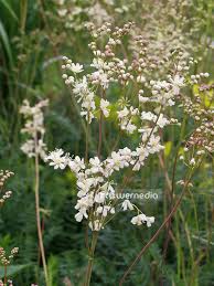 Image result for Filipendula vulgaris