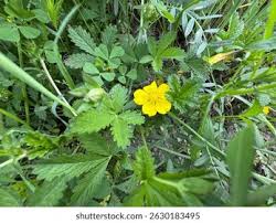 Attēlu rezultāti vaicājumam “Potentilla reptans flower”