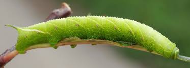 Attēlu rezultāti vaicājumam “Ptilodon capucina larva”