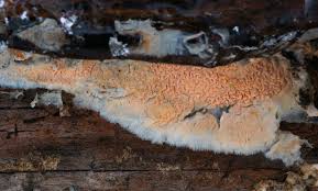 Attēlu rezultāti vaicājumam “Leucogyrophana mollusca”