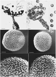 Attēlu rezultāti vaicājumam “Physarum, Nannengaella sp.”