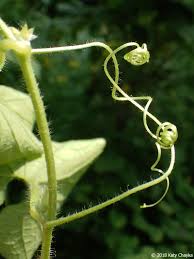 Attēlu rezultāti vaicājumam “Thladiantha dubia flower”