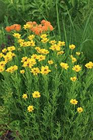 Image result for Coreopsis