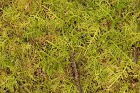 Attēlu rezultāti vaicājumam “Thuidium delicatulum”