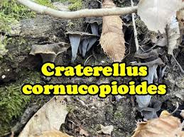Attēlu rezultāti vaicājumam “Cratarellus cornucopioides”