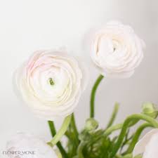 Attēlu rezultāti vaicājumam “Ranunculus elatior flower”