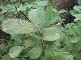 Attēlu rezultāti vaicājumam “Salix aurita”
