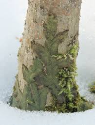 Attēlu rezultāti vaicājumam “Cephalozia connivens”