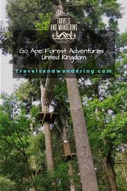 Image result for Go Ape! Whinlatter
