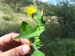 Attēlu rezultāti vaicājumam “Sonchus oleraceus leaf”