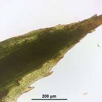 Attēlu rezultāti vaicājumam “Polytrichum strictum”