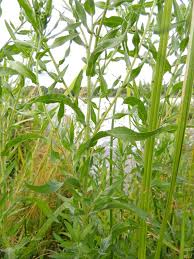 Attēlu rezultāti vaicājumam “Achillea salicifolia”
